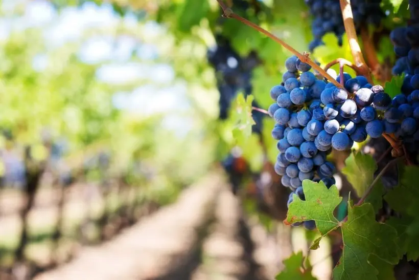 Weinreben